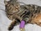 A domestic cat with a bandage on her leg. Injuries in animals