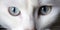 Domestic cat blue eyes macro photography. Open eye light ray snow white fur. Pet animal friend beautiful close up photo