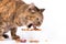 Domestic cat and bowl on white background. Hungry cat