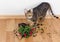 Domestic cat breed toyger dropped and broke flower pot with red