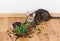 Domestic cat breed toyger dropped and broke flower pot with red