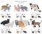 Domestic cat breeds and hybrids collection isolated on white. Flat style set. Different color and country of origin