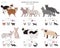 Domestic cat breeds and hybrids collection isolated on white. Flat style set. Different color and country of origin