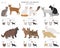 Domestic cat breeds and hybrids collection isolated on white. Flat style set. Different color and country of origin
