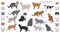 Domestic cat breeds and hybrids collection isolated on white. Flat style set. Different color and country of origin