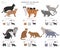 Domestic cat breeds and hybrids collection isolated on white. Flat style set. Different color and country of origin