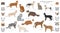 Domestic cat breeds and hybrids collection isolated on white. Flat style set. Different color and country of origin