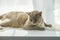 A domestic cat of Burmese breed, brown with yellow eyes, in the hands of the owner. She doesn\\\'t like having her