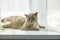 A domestic cat of Burmese breed, brown with yellow eyes, in the hands of the owner. She doesn\\\'t like having her