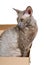 Domestic cat in cardboard box isolated on white background, oriental cornish rex kitten