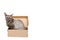 Domestic cat in cardboard box isolated on white background, oriental cornish rex kitten, copy space template