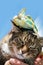 Domestic cat close up with a chameleon on his head