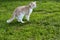 Domestic cat with a collar on a background of juicy green grass