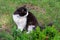 Domestic cat in a collar walks on a green lawn