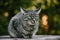 A domestic cat with cute paws sitting on a old wooden table against a background of green plants.