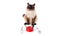 Domestic cat eating food from bowl,  cute