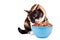 Domestic cat eating food. Tortoiseshell cat eats from bowl. Blue bowl of cat food.