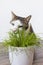 Domestic cat eating juicy green grass for cats Cyperus Zumula in pot, Indoor cat health care concept