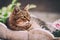 Domestic cat enjoy and laying in the garden courtyard