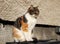 A Domestic cat, Felis silvestris catus, sitting on plastic bin watching on the garden. Also She posing me. She is very playfull