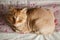 Domestic cat with ginger fur is lying on the bed after grooming and trimming during summer, animal care concept