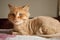 Domestic cat with ginger fur is lying on the bed after grooming and trimming during summer, animal care concept