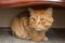 Domestic cat with ginger fur is sitting on the floor after grooming and trimming during summer, animal care concept