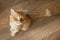 Domestic cat with ginger fur is sitting on the floor after grooming and trimming during summer, animal care concept