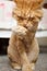 Domestic cat with ginger fur is sitting on the floor after grooming and trimming during summer, animal care concept