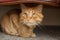 Domestic cat with ginger fur is sitting on the floor after grooming and trimming during summer, animal care concept