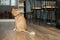 Domestic cat with ginger fur is sitting on the floor after grooming and trimming during summer, animal care concept