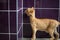 Domestic cat with ginger fur is sniffing wall with dark tiles after grooming and trimming during summer, animal care