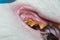 Domestic cat with gingivitis and gum retraction. Bacterial plaque or tartar on the teeth surface