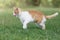 Domestic cat go hunting on the green grass, white and ginger cat