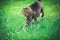 Domestic cat on green grass lit with yellowish afternoon sun