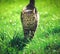 Domestic cat on green grass lit with yellowish afternoon sun