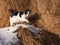 Domestic cat in the hayloft in the village.