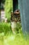 Domestic cat hiding behind a chair lurks for its chance to surprise its prey. Felis catus domesticus is on the hunt. Games with a