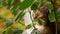 Domestic cat hiding in the leaves of plants sits on the windowsill