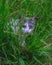 Domestic cat hiding in long grass, waiting to pounce.