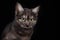 a domestic cat, an incredible portrait of a pet on a black background