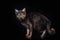 a domestic cat, an incredible portrait of a pet on a black background