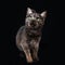 a domestic cat, an incredible portrait of a pet on a black background