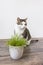 Domestic cat and juicy green grass for cats Cyperus Zumula in pot, Indoor cat health care concept