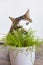 Domestic cat and juicy green grass for cats Cyperus Zumula in pot, Indoor cat health care concept