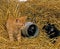 Domestic Cat, Kittens standing on Straw, playing with Milk Pot