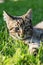 Domestic cat laying on grass lit with afternoon sun