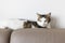 Domestic cat laying on leather couch. Cats and scratching furniture concept