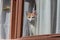 Domestic cat leaning out of a room window.