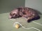 Domestic cat lies on the floor and rests near the toy